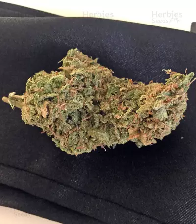Afgooey (Strain Hunters) Cannabis-Samen