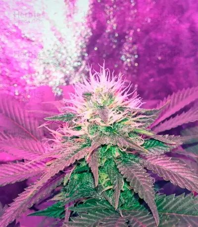 American Pie (Pyramid Seeds) Cannabis-Samen