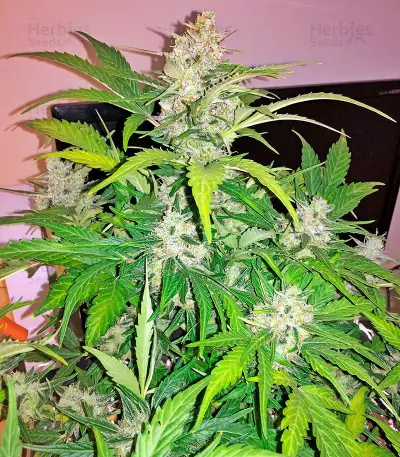 Amnesia XXL Autoflowering (Dinafem Seeds) Cannabis-Samen