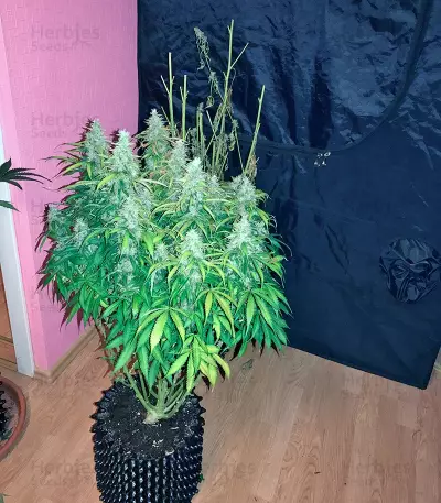 Auto White Widow (Pyramid Seeds) Cannabis-Samen