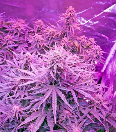 Critical Jack Autoflowering (Dinafem Seeds) Cannabis-Samen
