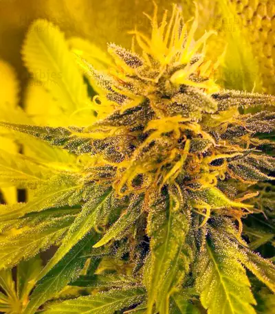 New York 47 (World of Seeds) Cannabis-Samen