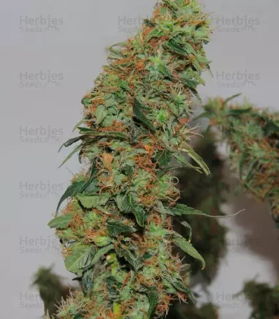 Orange Bud (Dutch Passion) Cannabis-Samen