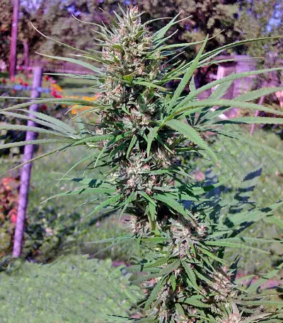 Passion #1 (Dutch Passion) Cannabis-Samen