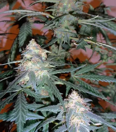 Sweet Mango Auto (GHS) Cannabis-Samen