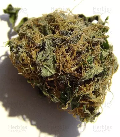 The Doctor (GHS) Cannabis-Samen