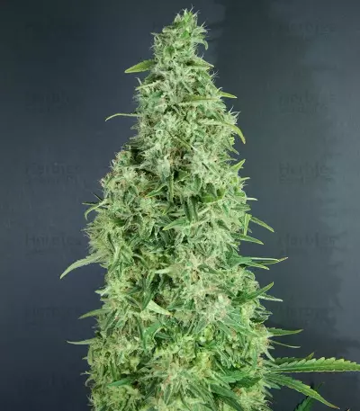 The Incredible Bulk Auto (Dr. Krippling Seeds) Cannabis-Samen