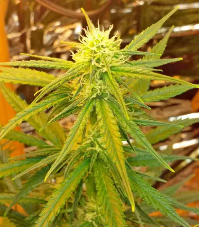 White Cheese Autoflowering (Dinafem Seeds) Cannabis-Samen