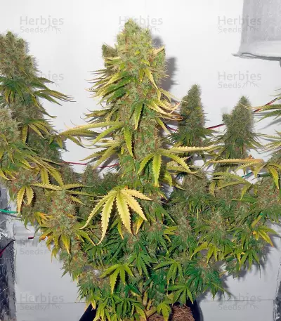 Power Plant regular (Dutch Passion) Cannabis-Samen