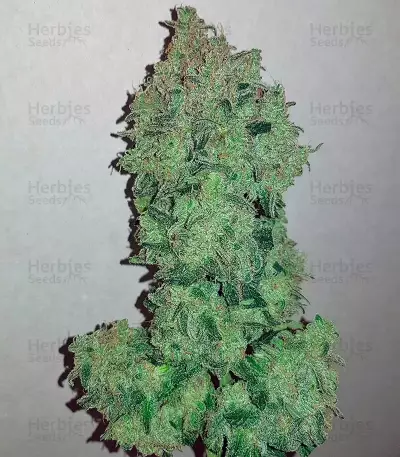 Sweet Trainwreck Auto (Sweet Seeds) Cannabis-Samen