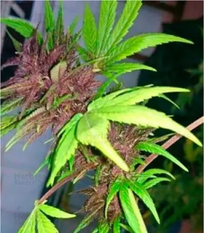 Dark Purple Auto (Delicious Seeds) Cannabis-Samen