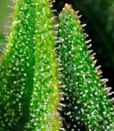 Afgooey (Strain Hunters) Cannabis-Samen