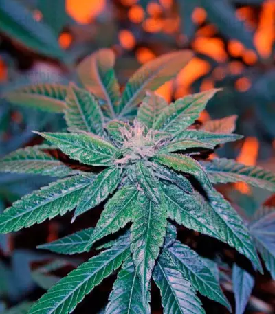 Damn Sour (GHS) Cannabis-Samen