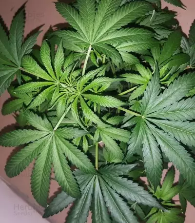Kali & the Chocolate Factory (KFC Seeds) Cannabis-Samen