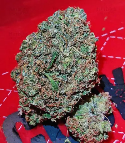 Kali & the Chocolate Factory (KFC Seeds) Cannabis-Samen