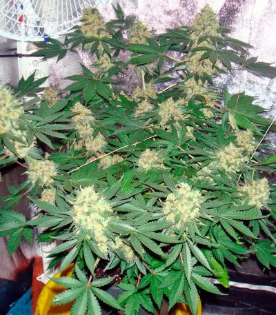 Mazar regular (Dutch Passion) Cannabis-Samen