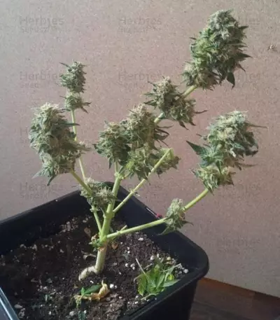 Royal AK Automatic (RQS) Cannabis-Samen