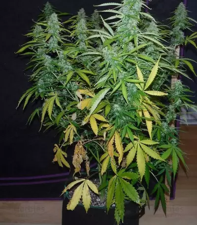 Sugar Black Rose Auto (Delicious Seeds) Cannabis-Samen