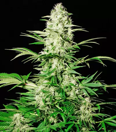 White Russian (Serious Seeds) Cannabis-Samen