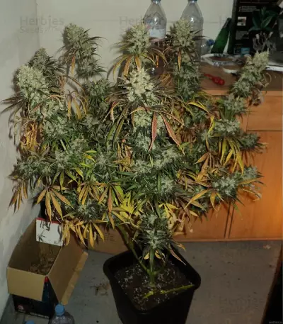 Y Griega (Medical Seeds) Cannabis-Samen