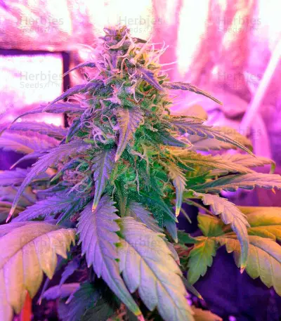 Amnesia (World of Seeds) Cannabis-Samen