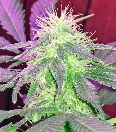 Ketama (World of Seeds) Cannabis-Samen