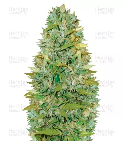 Auto Biggest Bud (Victory Seeds) Cannabis-Samen