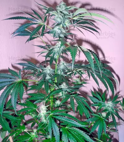 Colombian Gold (World of Seeds)