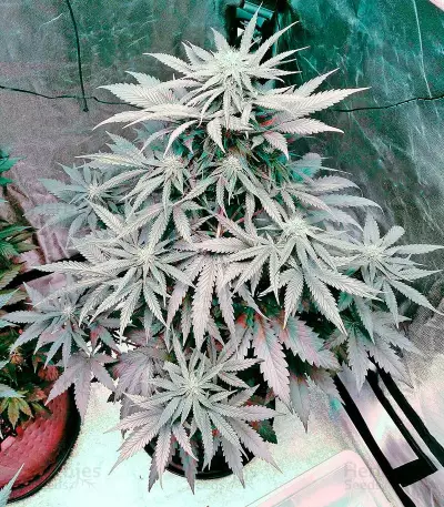 Bubba Kush Autoflowering (Dinafem Seeds) Cannabis-Samen