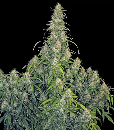 CBD-Chronic (Serious Seeds)