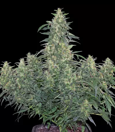 CBD-Chronic (Serious Seeds)