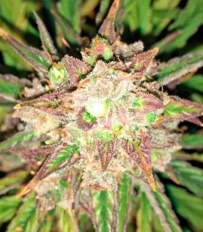 Fruit Punch Auto feminisiertes Saatgut (Heavyweight Seeds)