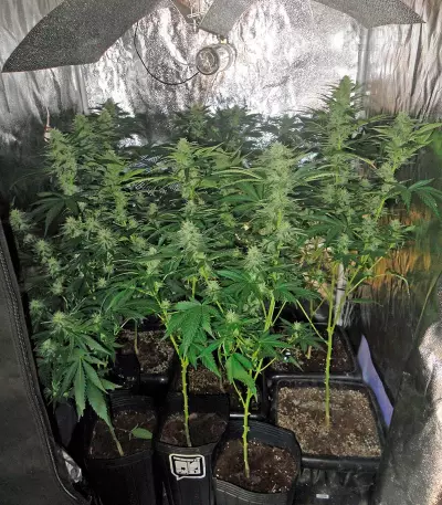 Industrial Plant (Dinafem Seeds) Cannabis-Samen