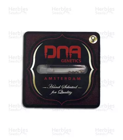 Lemon Skunk (DNA Genetics) Cannabis-Samen