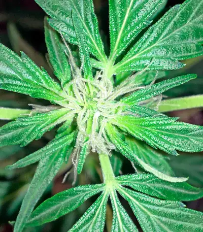 Moby Dick Autoflowering (Dinafem Seeds) Cannabis-Samen
