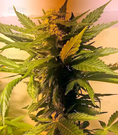 Northern Light X Big Bud (World of Seeds) Cannabis-Samen