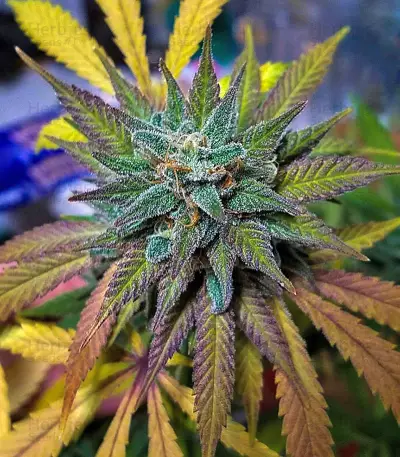 Northern Lights x Big Bud Ryder Auto (World of Seeds) Cannabis-Samen