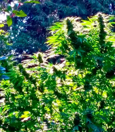 Serious 6 regular (Serious Seeds) Cannabis-Samen