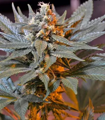 Cream Caramel F1 Fast Version (Sweet Seeds)