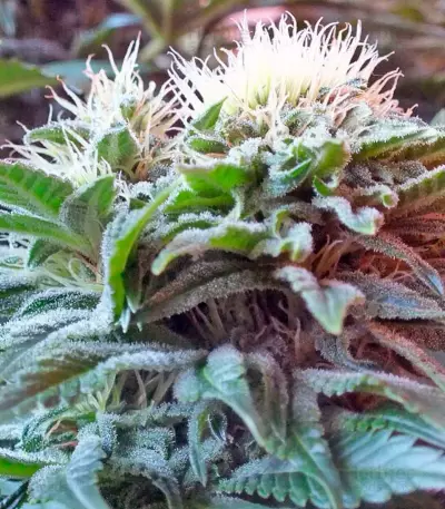Ladyburn 1974 (GHS) Cannabis-Samen