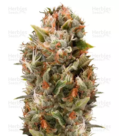 Chemdawg regular (Humboldt Seeds) Cannabis-Samen
