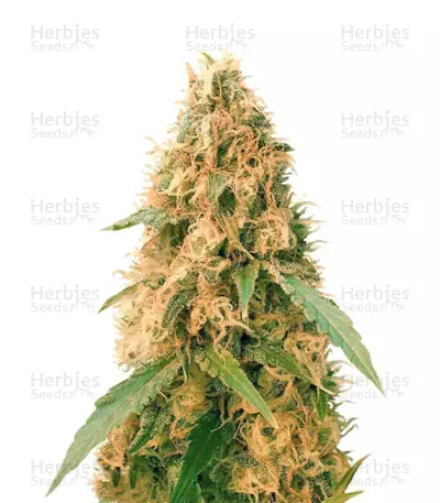 Jack Mist Tree (KFC Seeds) Cannabis-Samen