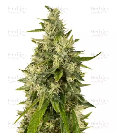 Trainwreck regular (Humboldt Seeds) Cannabis-Samen