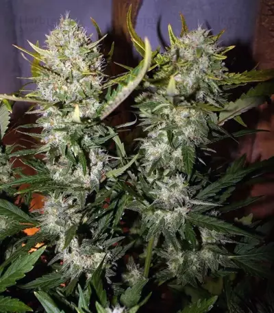 Pineapple Express Auto feminisierte Samen (Fast Buds)