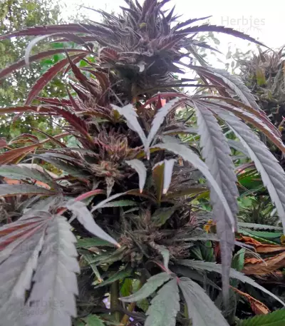 Purple Afghan Kush (Dinafem Seeds) Cannabis-Samen