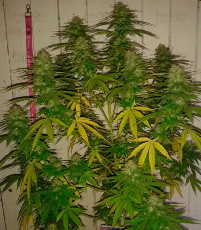 Cotton Candy Kush (Delicious Seeds) Cannabis-Samen