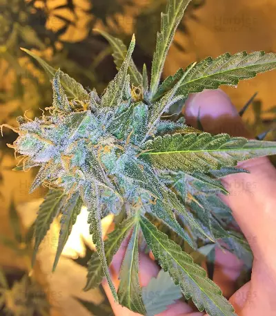 Californian Snow Auto