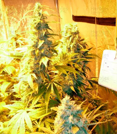 Chronic Haze (World of Seeds) Cannabis-Samen