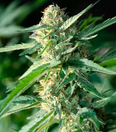 Jamaican Dream (Eva Seeds) Cannabis-Samen