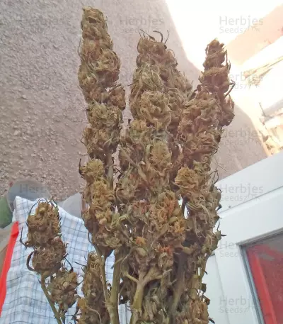Lemon Kush (Female Seeds) Cannabis-Samen